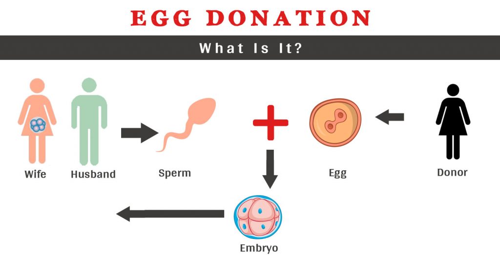 Egg Donation Procedure - Gem Hospital and IVF centre